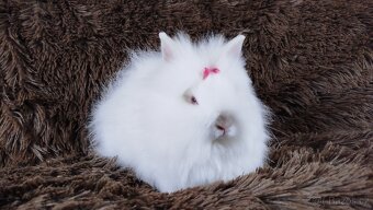 Zakrslý králík, králíček -(TEDDY)-HEIDY - 5