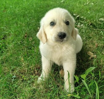 Zlatý retrívr / retriever - 5