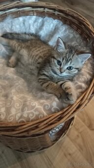 Britská koťátka whiskas s PP - 5