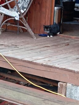 Daruji koťátka - 5