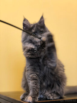 Mainská mývalí s PP - 5