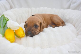 Štěně Rhodéský Ridgeback - 5