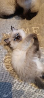 Ragdoll kotatka ,kotata - 5
