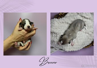 Štěně chrt/whippet/vipet s PP - 5