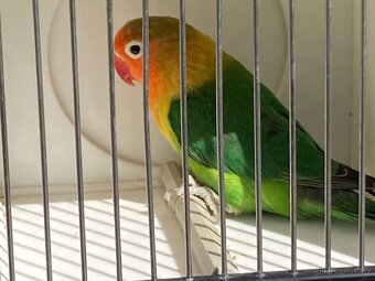 Agapornis fischeri - 5