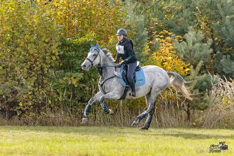 8 letá klisna do sportu - 5