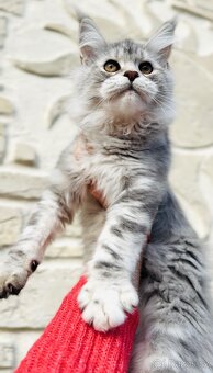 Koťátka s PP Maine Coon Mainská Mývalí - 5