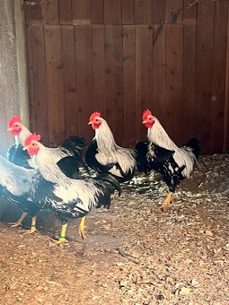 Velsumka zdr. Stříbroprsá - 5