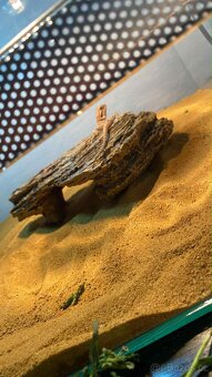 Prodám Agamu a chameleona - 5