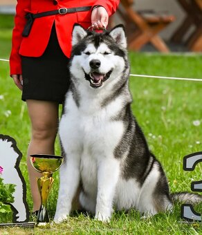 Aljašský malamut s PP - 5