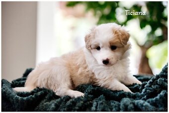 Border Collie, Border Kolia s PP FCI barva ee red - 5