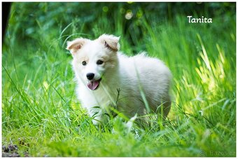 Border Collie, Border Kolia s PP FCI barva ee red - 5