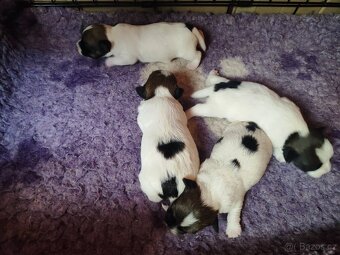 Jack Russell teriér ( Rusel teriér) s PP - 5