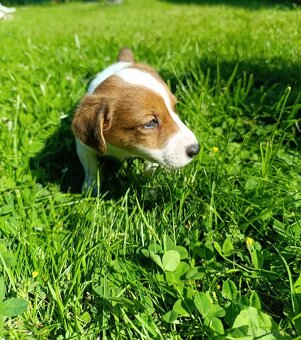 Jack Russell teriér - 5