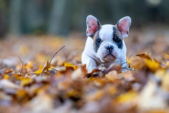 Francouzský buldoček bez PP - 5