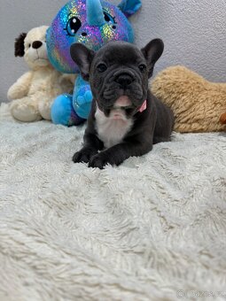 Francouzský buldoček modry - 5