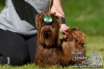 Jorkšírský teriér s PP - fena - 5