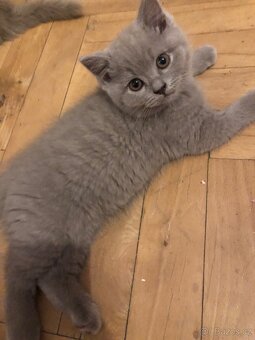 Britská koťata lila – bez PP - 5