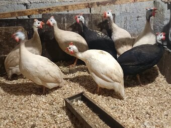 Perličky bílé a fialové - 5