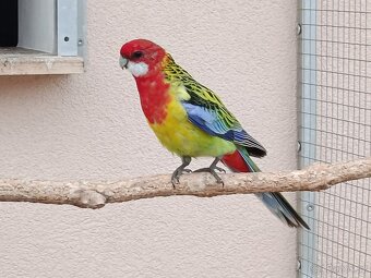 Prodám rosela pestrá nádherná - 5