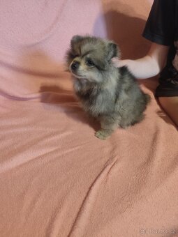 Štěňátka špic pomeranian - 5