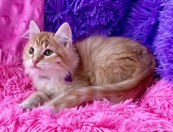 Sibiřská kočka s PP - 5