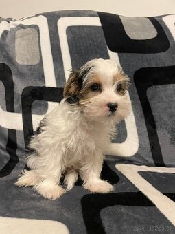 Jorkšírský teriér - 5