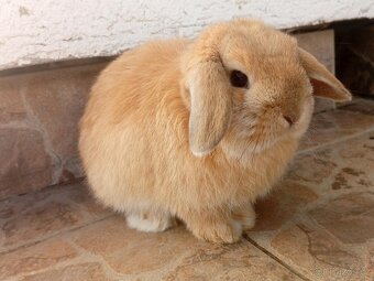 Volná samička - Anglický Zakrslý Beránek MiniLop🍑🧡 - 5