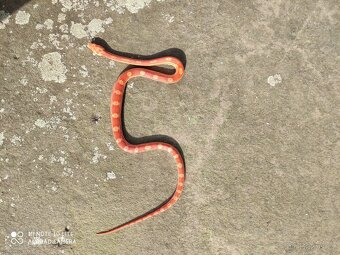 užovka červená, terárium - 5