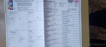 Německý ohař krátkosrstý - 5