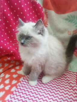 Ragdoll s PP - 5