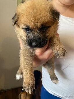 OVČAK křižený AKITA INU - 5