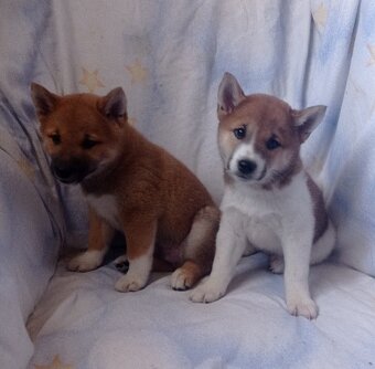 Shiba inu - 5