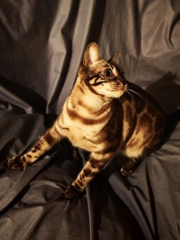 BENGÁLSKÁ KOČKA - kočička s PP - 5