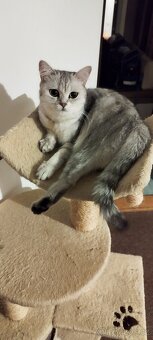 Britská koťátka činčila, bez P.P - 5