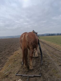 Chladnokrevnik polsky - 5