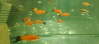 Hrotočelec prstenčitý - 5