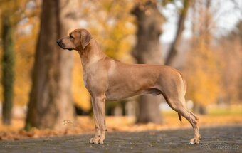 Přijímáme rezervace na štěňátka Rhodéský ridgeback s PP - 5