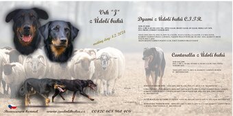 Beauceron s PP - 5