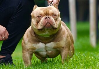 American bully s PP - 5