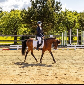 Sportovní pony klisna - kat. A - 5