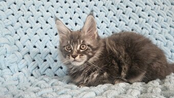 Mainská Mývalí - 5