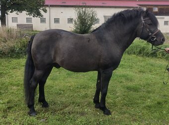 Huculský hřebec - 5