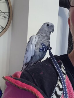 Korela bělohlavá perlová šedá - 5