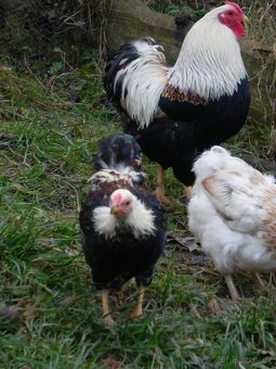 Wyandotka zdrobnělá lososová - 5