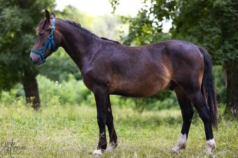 Stáj Zámek Ellischau - hřebec WPBr nar.2024 - 5