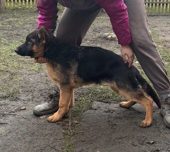 Štěňata Německého ovčáka s PP - 5