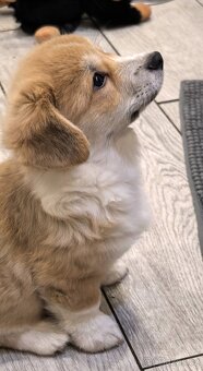 Welsh Corgi Pembroke s PP - 5