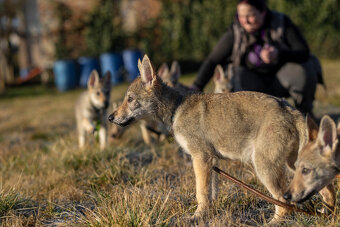 Československý vlčák s PP - 5