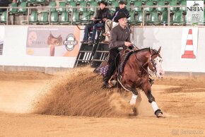 American quarter horse hřebeček - 5